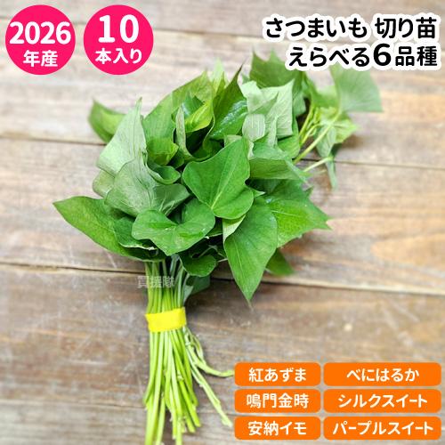 さつまいも苗 選べる6品種 1束10本入り 紅あずま 鳴門金時 安納イモ べ