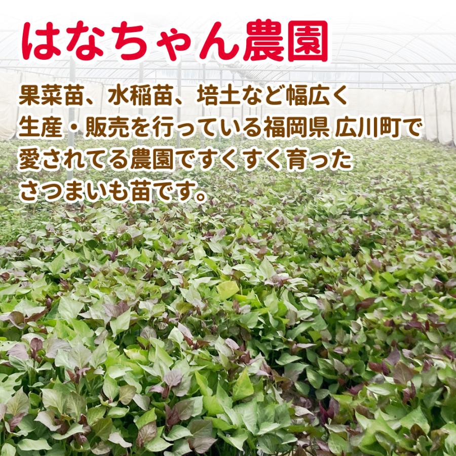さつまいも苗 選べる6品種 1束10本入り 紅あずま 鳴門金時 安納イモ べ
