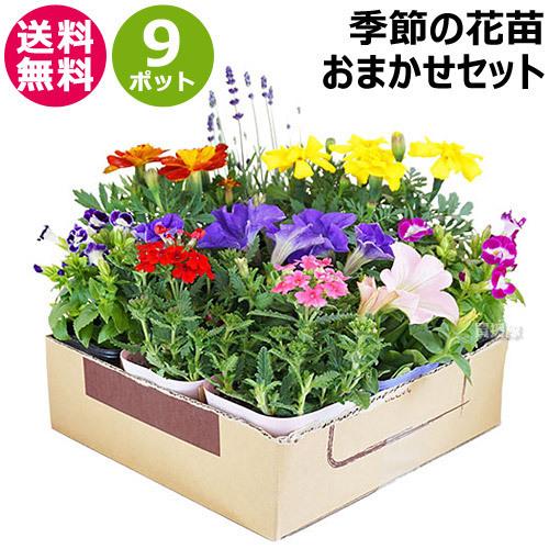 季節の花苗 おまかせ 9ポット 1187 hananae-32 : ヒラキショウジ