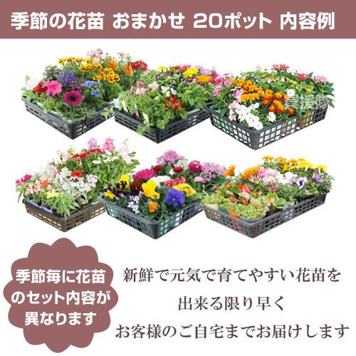 季節の花苗 おまかせ 20ポット 1187 hananae-33 : ヒラキショウジ