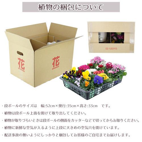 季節の花苗 おまかせ 20ポット 1187 hananae-33 : ヒラキショウジ
