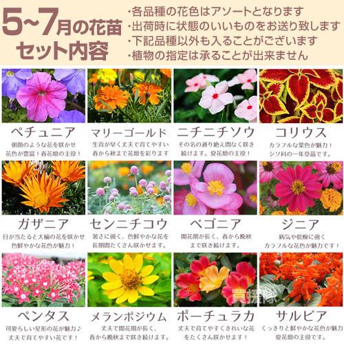 花＊花となっております 季節の花苗 おまかせ 96ポット 1187 hananae-35 : ヒラキショウジ