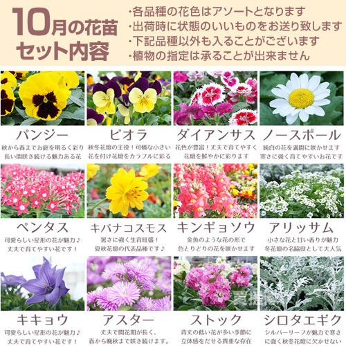 季節の花苗 おまかせ 96ポット 1187 hananae-35 : ヒラキショウジ