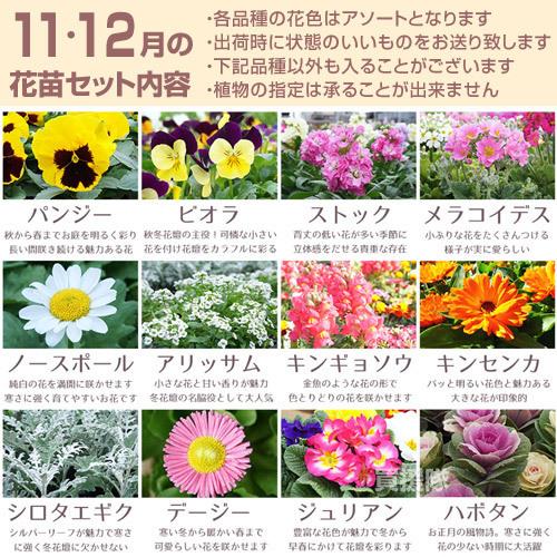 花種 　選べる お好み 3種セット hananae-35-lp04.jpg