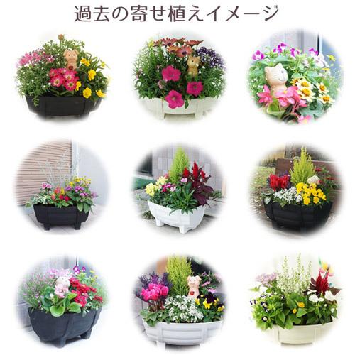 季節の花 寄せ植え タル型 黒 白 花苗6ポット 1187 : ヒラキ 季節の花 寄せ植え タル型 黒 白 花苗6ポット 1187 : ヒラキ