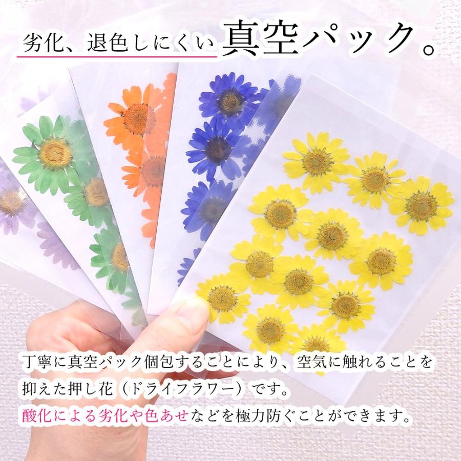 18最新 美しく 劣化 退色しにくい 真空パックドライフラワー 種 千鳥草 ハンドメイド H Dryf02 プロ愛用ジェルネイル通販 Gelne 通販 Yahoo ショッピング