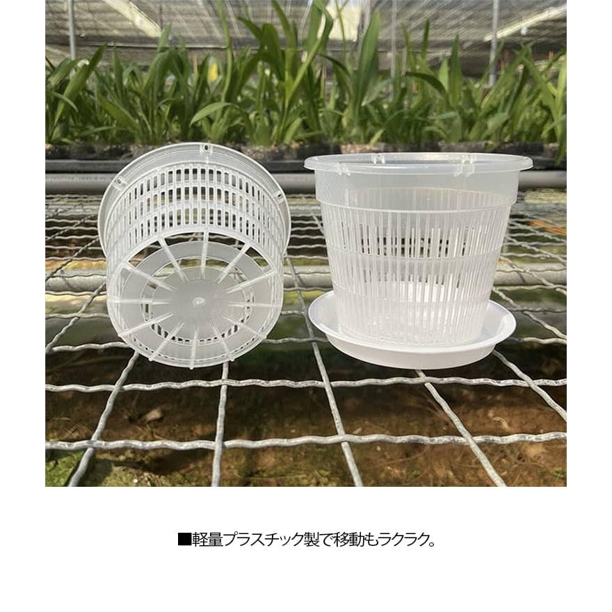 スワロフスキー　オーキッド 洋蘭鉢 10鉢セット 植木鉢 育苗ポット 蘭鉢 洋蘭鉢 胡蝶蘭鉢 オーキッドポット