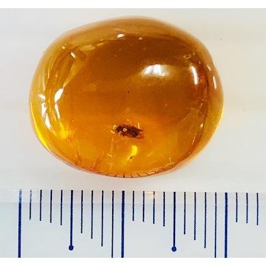 ドミニカ産　虫入りブルーアンバー  8.92ct　ルース　虫入り琥珀　コハクの画像