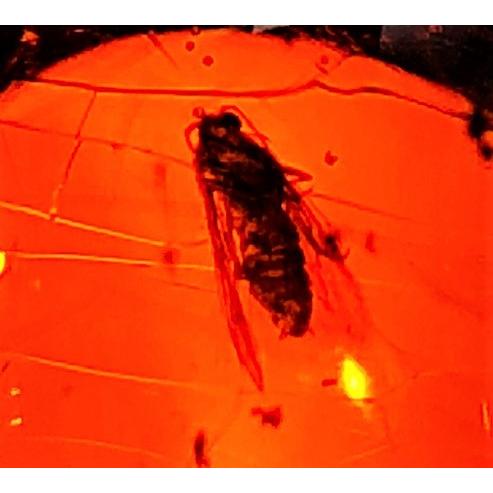 ドミニカ産　虫入りブルーアンバー　34.98ct　ルース　虫入り琥珀