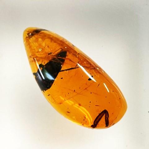 ブルーアンバー 虫入り フリーシェイプ ドミニカ産 琥珀 16.60ct : gem
