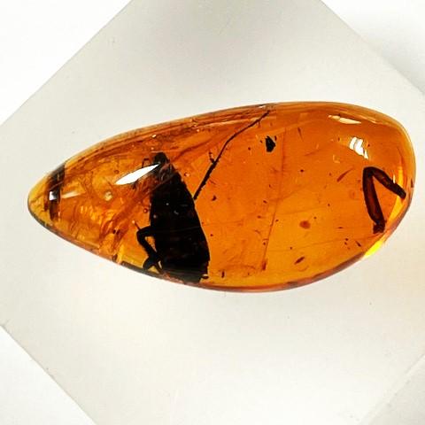 ブルーアンバー 虫入り フリーシェイプ ドミニカ産 琥珀 16.60ct : gem