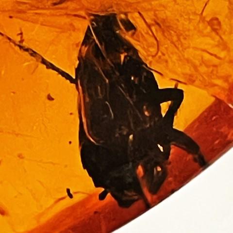 ブルーアンバー 虫入り フリーシェイプ ドミニカ産 琥珀 16.60ct : gem