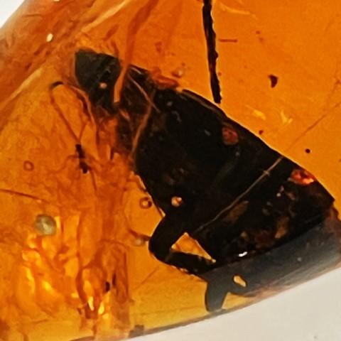 ブルーアンバー 虫入り フリーシェイプ ドミニカ産 琥珀 16.60ct : gem