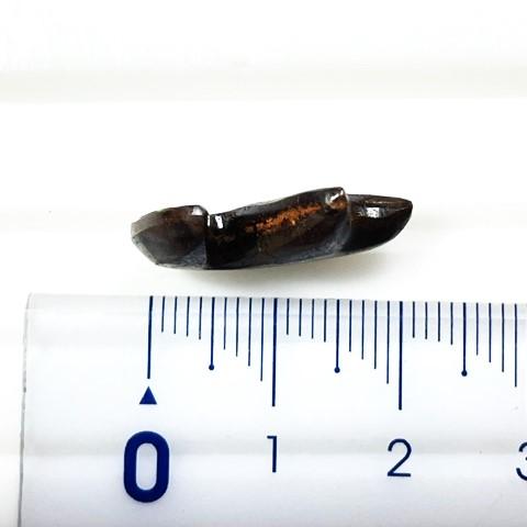 ボルダーオパール　11.37ct オーストラリア産　ルース　鑑別書付きの画像