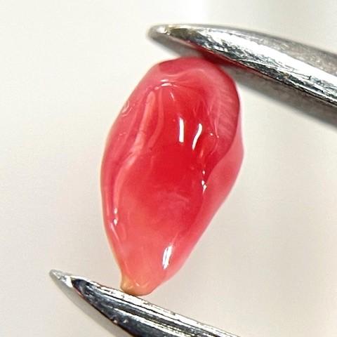 コンクパール　0.26ct　ソーティング付き　ルース　conch pearl_2