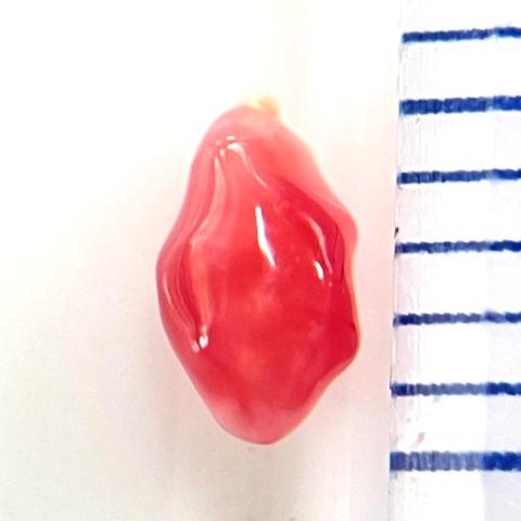 コンクパール　0.26ct　ソーティング付き　ルース　conch pearl_3