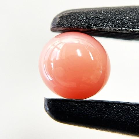 コンクパール　1.55ct　ルース　ソーティング付きの画像