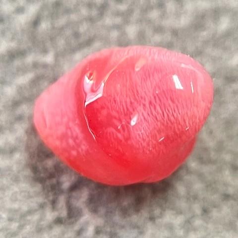 コンクパール　1.02ct　ソーティング付きルースの画像