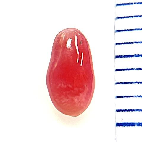 コンクパール　0.48ct　ソーティング付きルースの画像