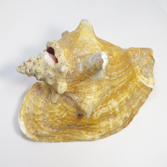 ジェムインターネットTOKYO Naturaltreasure 1.クイーンコンクシェル貝