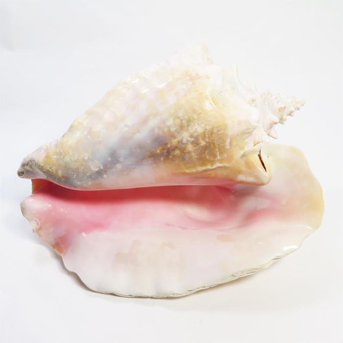 コンクシェル(コンク貝)(最長部約255mm)(1,711g) : ジェム コンクシェル(コンク貝)(最長部約255mm)(1,711g) : ジェム