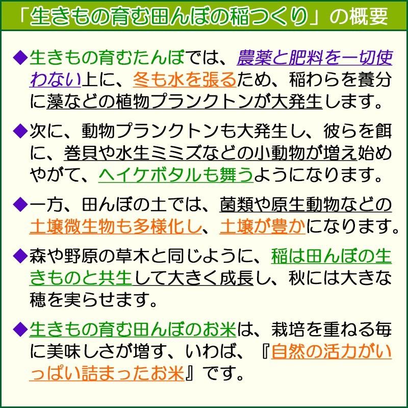 緑もち米 500g(250gx2袋) 緑米の玄米,古代米,ヘイケボタルが舞う田んぼで獲れたお米,無農薬,無肥料,送料無料(発送:平日の月、水、金)|gen-mai-ya-yho|05