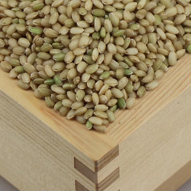 緑米（もち米） 10kg 農薬不使用 農家直売 古米 緑もち米 古代米 1.4kg,玄米,令和6年産,緑米,ヘイケボタルが棲む