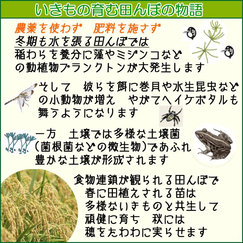 緑もち米 古代米 1.4kg,玄米,令和7年産,緑米,ヘイケボタルが棲む
