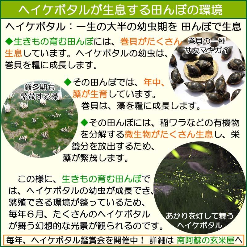 緑もち米 古代米 1.4kg,玄米,令和6年産,緑米,ヘイケボタルが棲む