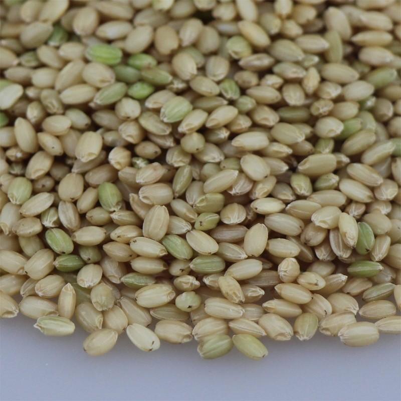 【引取専用】緑米（もち米） 10kg 農薬不使用 農家直売 古米 数量限定送料無料】ガヤマファームのもち米10kg 農薬不使用 化学肥料不
