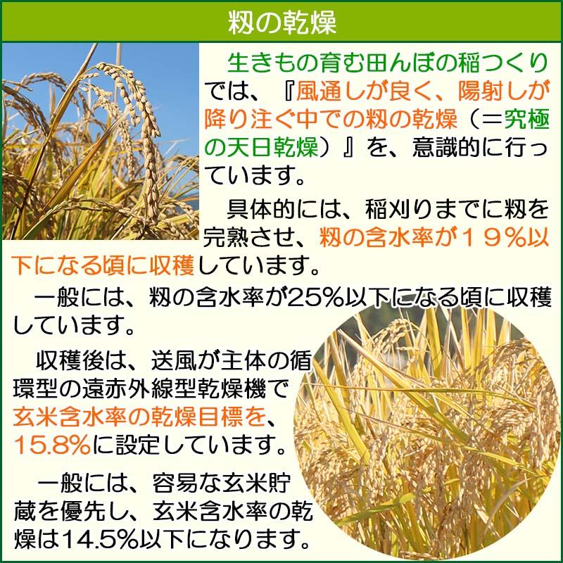 緑米（もち米） 10kg 農薬不使用 農家直売 古米 楽天市場】自然栽培もち米 緑米の通販