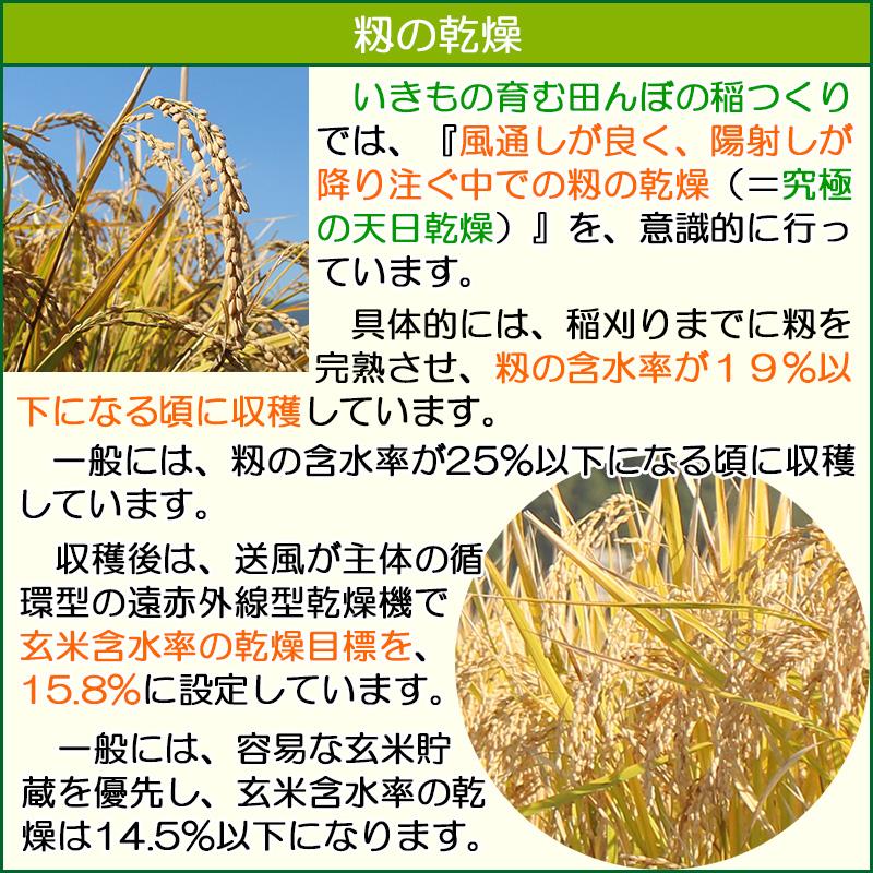 緑もち米 古代米 1.4kg,玄米,令和7年産,緑米,ヘイケボタルが棲む