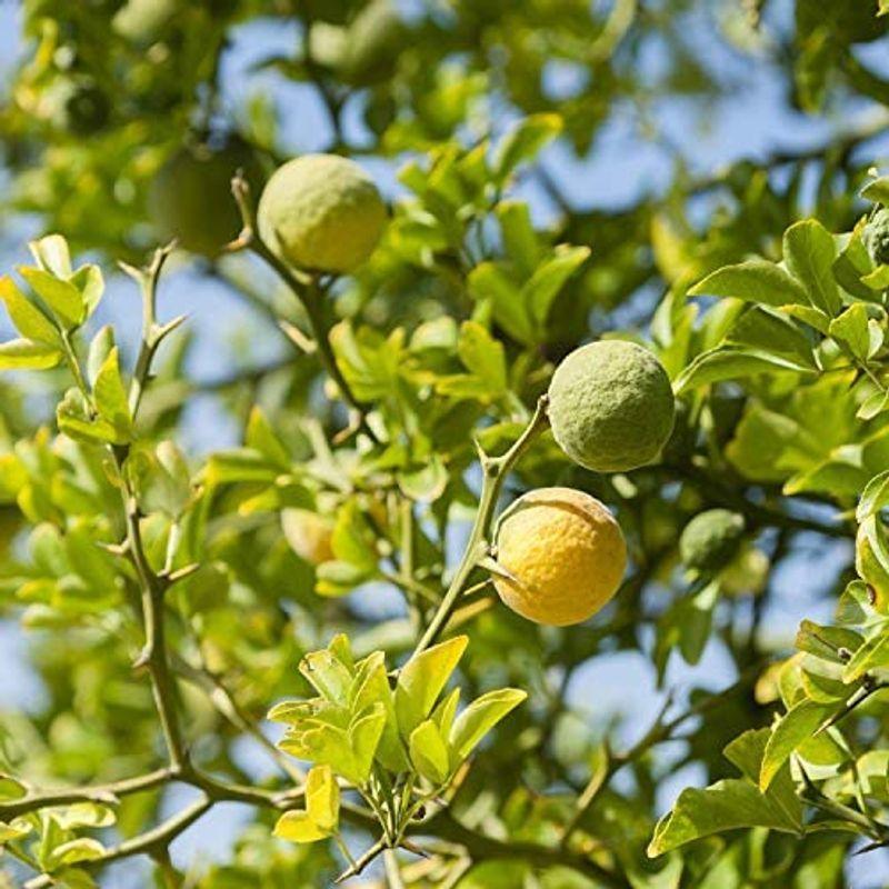 品質保証 Neal 039 S Yard メンズ用乳液 ニールズヤードレメディーズ モイスチャライザー アフターシェーブ フォーメン ク Remedies 乳液