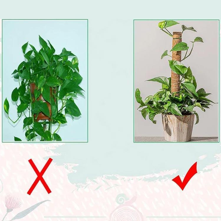 モンステラ 支柱 おしゃれ 園芸支柱 植物支柱 ガーデン 蔓 花ささえ 連結 延長 木製 ココナッツ支柱 支え ガーデニング用支柱 観葉支柱 高さ調整 園芸支柱、グリーンフェンス のびーる支柱 花のドーム 植木鉢用(6〜8号鉢用)(直径25×高さ70〜90cm) 家庭菜園 ベランダ菜園 関東当日便
