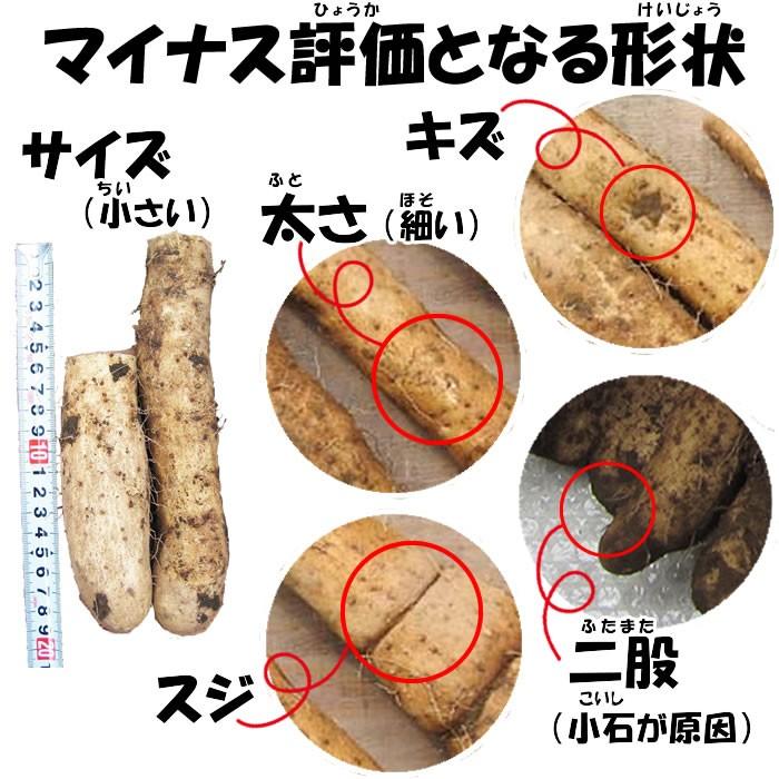 ヤマトイモ 3.6Kg B品 訳あり【送料無料】【山芋】｜genkioukoku｜10