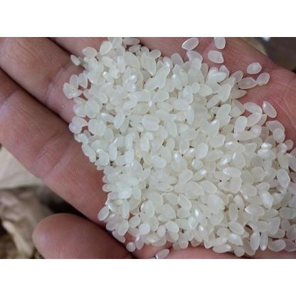 コシヒカリ 令和7年産 福島県会津産 白米10kg（または玄米） 送料無料