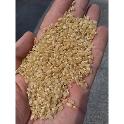 ハナエチゼン 【令和7年産 新米 大粒米】福井県 玄米30kg(精米無料