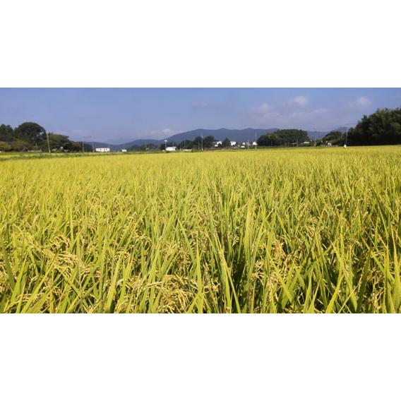 平成30年度産のハナエチゼン100%玄米30kg ハナエチゼン 【令和7年産 新米 大粒米】福井県 玄米30kg(精米無料