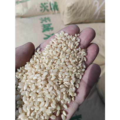食品 茨城県産 新米/ミルキークイーン 玄米/20キロ ※普通精米無料