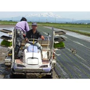 つや姫 【令和6年産 新米】山形県 無農薬 つや姫 玄米 30kg