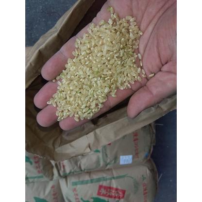 コシヒカリ 新潟県 佐渡産 無農薬 無化学肥料 30kg（精米無料