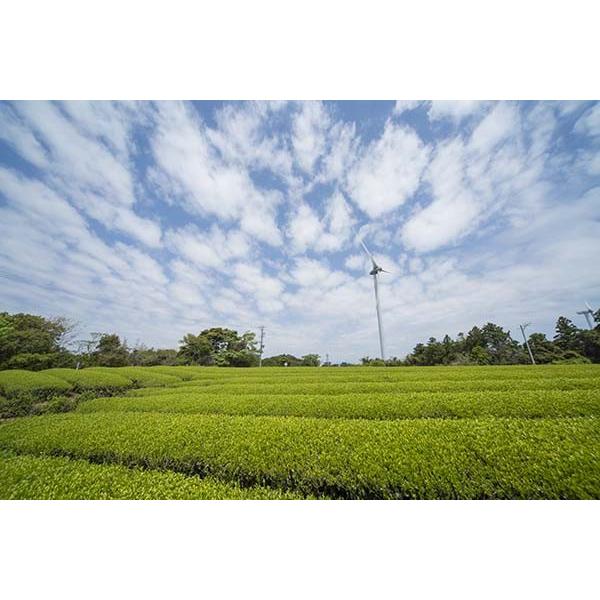 お茶 牧之原産 深蒸し茶 百年源宗園 茜富士 [M便 1/4] | 源宗園 | 02