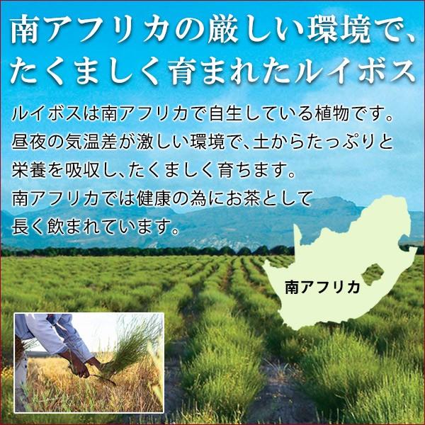 ルイボスティー ティーバッグ お徳用 送料無料 52P×10袋 | ハラダ製茶 | 01