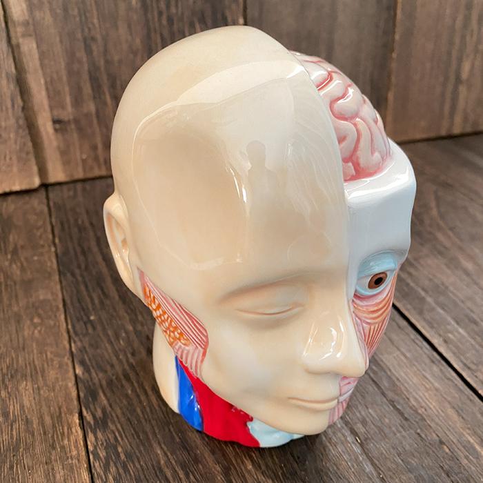 人体模型 バンク 貯金箱 人体模型バンク 理科室 模型 怖い 実験 人体