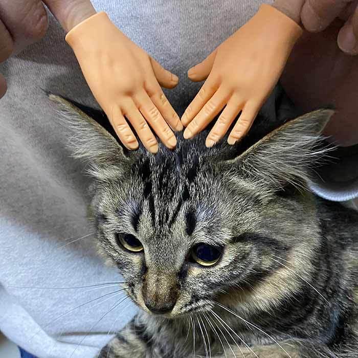 猫 おもちゃ おもしろい ペット ペット用品 おもちゃ 猫 犬 手 両手 じゃんけん パー 両手で1セット｜gentlebreeze｜03