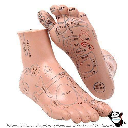 足つぼ 模型 足つぼマッサージ 体系的に覚える図解 表