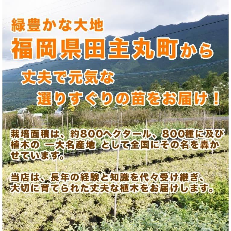 限定 苗 苗木 本セット シキミ 樹高0 3m前後 15cmポット しきみ 樒 櫁 苗木 植木 苗 庭木 生け垣 本 A B01mtb87rs 2602 ジョージタウン3号店 通販 Yahoo ショッピング 超特価セール Acelerando Com Ec