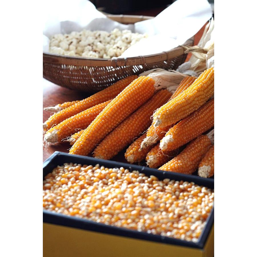 丸ごとポップコーン On 乾燥とうもろこし芯つき Popcorn On The Popcorn The Cob 80本 Gerberaショップ