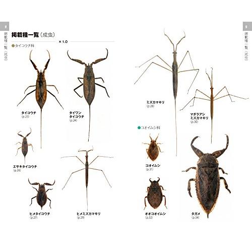 タガメ・ミズムシ・アメンボ ハンドブック (水生昆虫2)｜ggf1-store｜05