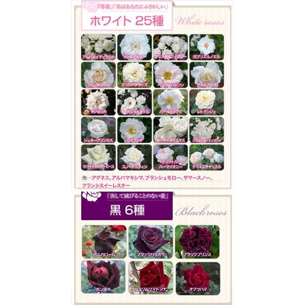 サクラ202 fleurrose(サクラペアワンフルールロゼ)  28ml ボディケア フェロモン香水 |  | 04